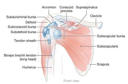 Bursae: What do they do?